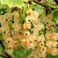 Саженец Белая смородина Императорская белая в контейнере